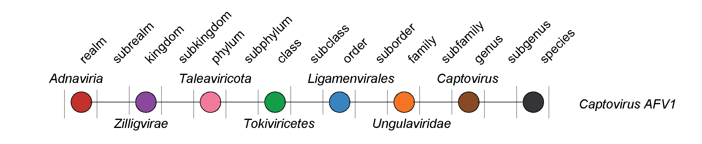 Ungulaviridae taxonomy